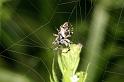 Cyclosa_conica_D4874_Z_90_Les Gris_Frankrijk